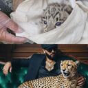 ���������� �����, ���� ������� �����, 35 ���, ������������ ��� ������, ����� � ���������, c�������� ���������, ���������