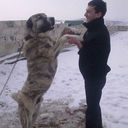  ,   Tatul, 36 ,   ,   , c 