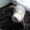 ���������� ���������, ���� ������� ������, 55 ���, ������������ ��� ������, ����� � ���������, c�������� ���������