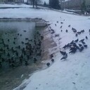 ���������� ������, ���� ������� ����, 43 ����, ������������ ��� c�������� ���������