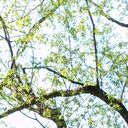 ���������� ������, ���� ������� ����, 42 ����, ������������ 