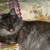  ,   Vovan, 55 ,   ,   , c , 
