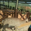 ���������� �������, ���� ������� Orka, 31 ���, ������������ ��� ������, ����� � ���������, c�������� ���������