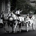 ���������� �����������, ���� ������� ����, 43 ����, ������������ ��� ������