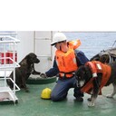 ���������� ��������, ���� ������� ������ �����, 44 ����, ������������ ��� ���������