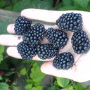  ,    k, 51 ,     , c 