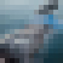 ���������� �����, ���� ������� ������, 43 ����, ������������ 