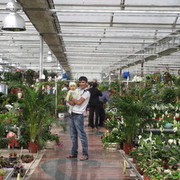 ���������� �����, ���� ������� ������, 40 ���, ������������ ��� ������