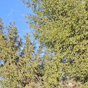 ���������� �����������, ���� ������� ������, 54 ����, ������������ ��� c�������� ���������