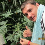  ,   Crash, 38 ,   
