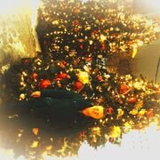 ���������� ���������, ���� ������� ��������, 56 ���, ������������ ��� ������, ����� � ���������