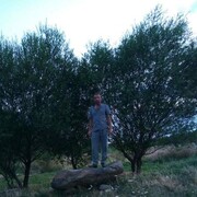 ���������� �������, ���� ������� ������, 44 ����, ������������ ��� ������, ����� � ���������, c�������� ���������