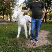 ���������� �����, ���� ������� �������, 33 ����, ������������ ��� ������, ����� � ���������