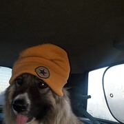 ���������� �����, ���� ������� ����, 35 ���, ������������ ��� ������