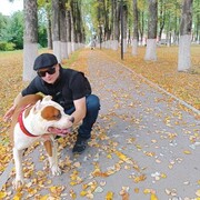 ���������� �������, ���� ������� ����, 33 ����, ������������ ��� ������, ����� � ���������, c�������� ���������