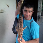  ,   Asef, 43 ,   