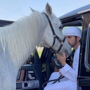  ,   Hamdan, 42 ,     , c 