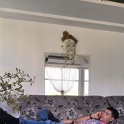  ,   Grisa, 29 ,   ,   , c 