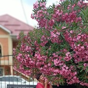 ���������� ������, ���� ������� ���������, 59 ���, ������������ ��� ����� � ���������, c�������� ���������