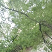 ���������� �������, ���� ������� ������, 32 ����, ������������ ��� ������, ����� � ���������