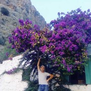 ,  zulfikar, 46