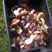 ���������� �������, ���� ������� ������, 53 ����, ������������ ��� c�������� ���������