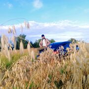  ,   Ali, 30 ,   ,   