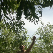 ���������� ��������, ���� ������� Mico, 34 ����, ������������ ��� ������, ����� � ���������, c�������� ���������