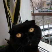 ���������� �����, ���� ������� �������, 41 ���, ������������ ��� ������, ����� � ���������, c�������� ���������