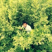 ���������� ������, ���� ������� Roma, 35 ���, ������������ ��� ������, ����� � ���������, c�������� ���������