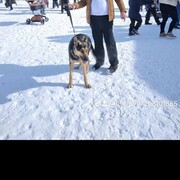 ���������� ������, ���� ������� �����, 38 ���, ������������ ��� ���������