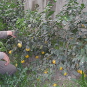 ���������� �������, ���� ������� �935178483�, 36 ���, ������������ ��� ����� � ���������, c�������� ���������