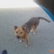 ���������� ��������, ���� ������� ��������, 62 ����, ������������ ��� ������, ����� � ���������, c�������� ���������