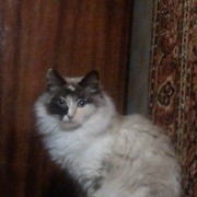 ���������� �����, ���� ������� ������, 55 ���, ������������ ��� ������, ����� � ���������, c�������� ���������