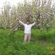  ,  abdull, 37