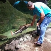 ���������� ����, ���� ������� Baxis, 44 ����, ������������ ��� ������, ����� � ���������, c�������� ���������