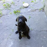 ���������� ������, ���� ������� ������, 49 ���, ������������ ��� ����� � ���������, c�������� ���������