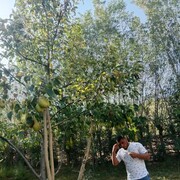 ���������� �����������, ���� ������� �����, 27 ���, ������������ ��� ������, ����� � ���������