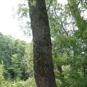 ���������� ������, ���� ������� ��������, 46 ���, ������������ ��� ������, ����� � ���������, ���������