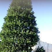 ���������� ������ ��������, ���� ������� ������, 45 ���, ������������ ��� ������, ����� � ���������, c�������� ���������