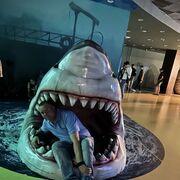 ���������� ������, ���� ������� ����, 36 ���, ������������ ��� ������, ����� � ���������