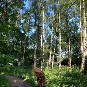 ���������� ������, ���� ������� �������, 62 ����, ������������ ��� ������, ����� � ���������, c�������� ���������