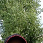 ���������� ������, ���� ������� �����, 38 ���, ������������ ��� ������, ����� � ���������