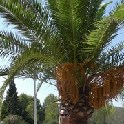 ���������� �����, ���� ������� ���������, 59 ���, ������������ ��� ����� � ���������, c�������� ���������