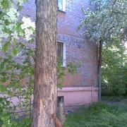 ���������� ����, ���� ������� �����, 37 ���, ������������ ��� ������