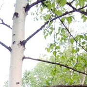 ���������� ���������, ���� ������� ������, 50 ���, ������������ ��� ������, ����� � ���������, c�������� ���������, ���������