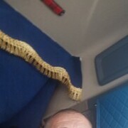 ���������� ������-��-����, ���� ������� ����, 39 ���, ������������ ��� ������, ����� � ���������, c�������� ���������