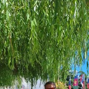 ���������� ������, ���� ������� �������, 41 ���, ������������ ��� ������, ���������