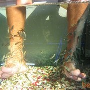 ���������� �������, ���� ������� ������, 43 ����, ������������ ��� ������, ����� � ���������, c�������� ���������