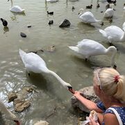 ���������� �����������, ���� ������� ����, 52 ����, ������������ ��� ����� � ���������, ���������